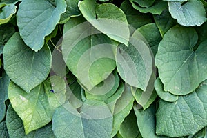 Green bush of Aristolochia Macrophylla. leaves texture close-up