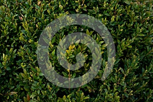 Green bush background - Buxus