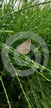 Green bush butterfly rain droplets cloudy weather