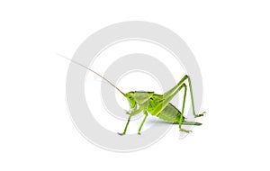 Green bush-cricket. Isolated