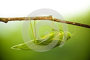 Green bush cricket, katydid or long-horned grasshopper insect family Tettigoniidae attached to a tree branch wooden stick.