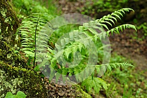 Green bush of fern in the dark forest.