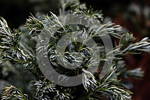 Green bush, fresh nature, detal photo