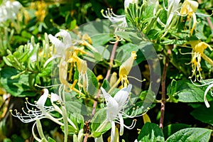 Green bush with fresh vivid yellow and white flowers of Lonicera periclymenum plant, known as European honeysuckle or woodbine in photo