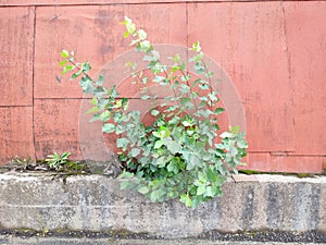 A green bush has made its way through metal and concrete to life