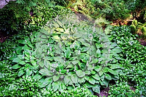 Green bush Hosta