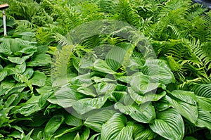 Green bush of Hosta and fern in summer. Decorative plant for garden.