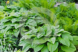 Green bush of Hosta and fern in summer.