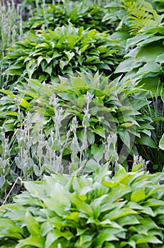 Green bush of Hosta and fern in summer.