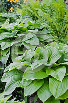 Green bush of Hosta and fern in summer.