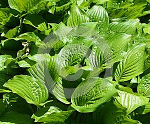 Green bush Hosta. Hosta leaves photo