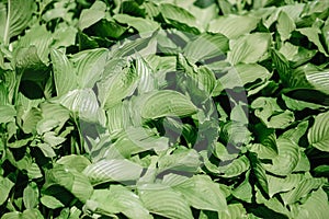 Green bush Hosta leaf. Nature background image. Beautiful. An ornamental plant for landscaping