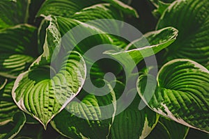 Green bush Hosta. Nature background image.