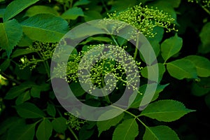 Green bush with inflorescences.