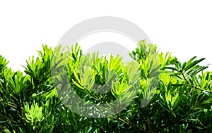 Green bush : Isolated on white background