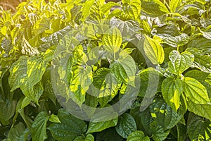 Green bush leaf background.