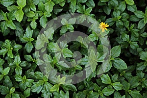 Green bush leaf with one small yellow flower for background