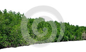 Green bush leaves tree natural forest isolated on white background