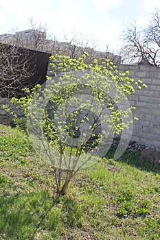 Green bush of lilac in spring season in April