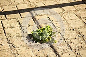 green bush made its way through the concrete, a strong plant