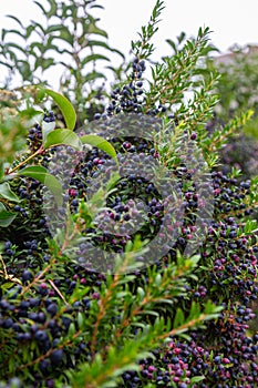 Green bush with many blue-black berries in the city of Savona