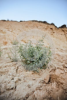 Green bush in the middle of a yellow sand dune