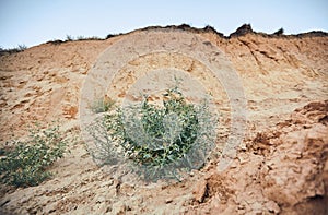 Green bush in the middle of a yellow sand dune