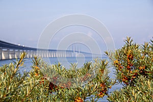 A green bush with orange berries growing on the coast with the Ã–resund bridge in the background