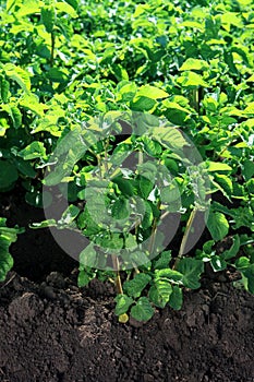 Green bush of potatoes on soil