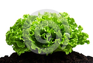 Green bush of salad on soil humus bed photo