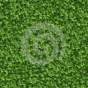 Green Bush. Seamless Texture.