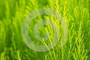 Green bush of Shatavari (Asparagus Racemosus Willd) in the backyard garden