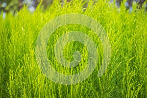 Green bush of Shatavari (Asparagus Racemosus Willd) in the backyard garden