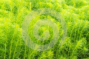 Green bush of Shatavari (Asparagus Racemosus Willd) in the backyard garden