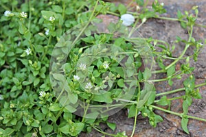 Green bush of small white chamomile. Medicinal plants,