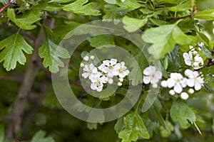 A green Bush with small white flowers. Flower background.