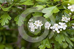 A green Bush with small white flowers. Flower background.