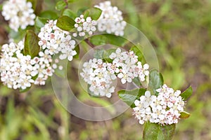 A green Bush with small white flowers. Flower background.