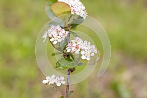 A green Bush with small white flowers. Flower background.