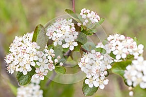 A green Bush with small white flowers. Flower background.