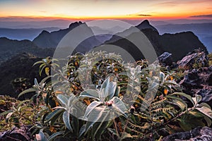 Green bush with sunset on mountain range in wildlife sanctuary at Doi Luang Chiang Dao national park