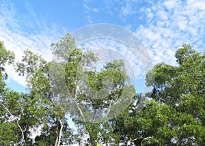 green bush tree and white cloud in blue sky nature background