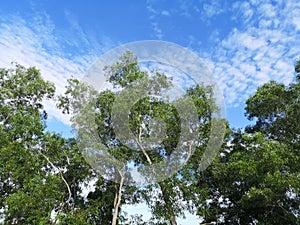 green bush tree and white cloud in blue sky nature background