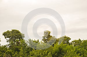 Green bush trees with clear sky.