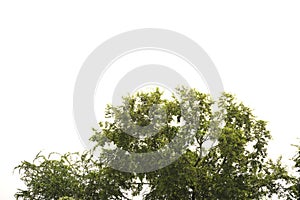 Green bush trees with clear sky
