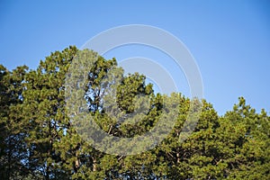 Green bush trees with clear sky.