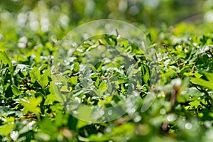 Green bush wall background. Lush fooliage. Shallow depth of field