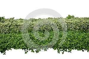 Green bush or wall of shrubs