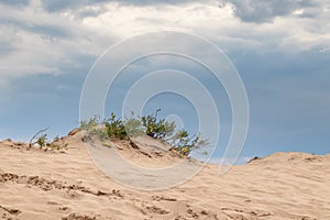 Green bush, yellow flowers in sand, desert macro