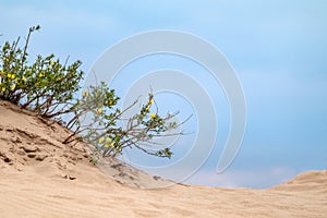 Green bush, yellow flowers in sand, desert macro